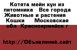 Котята мейн-кун из питомника - Все города Животные и растения » Кошки   . Московская обл.,Красноармейск г.